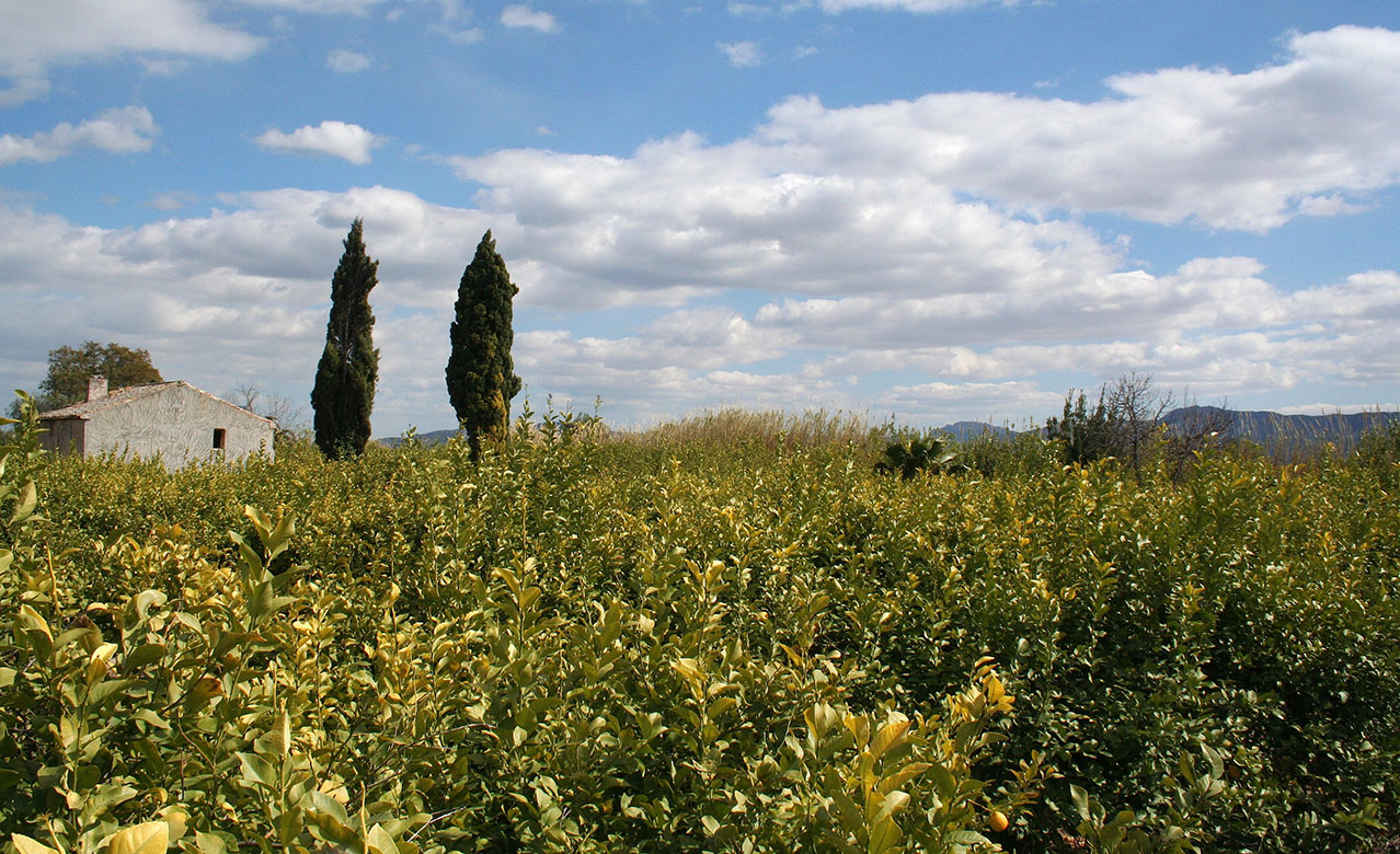 La huerta de Murcia en Guadalupe